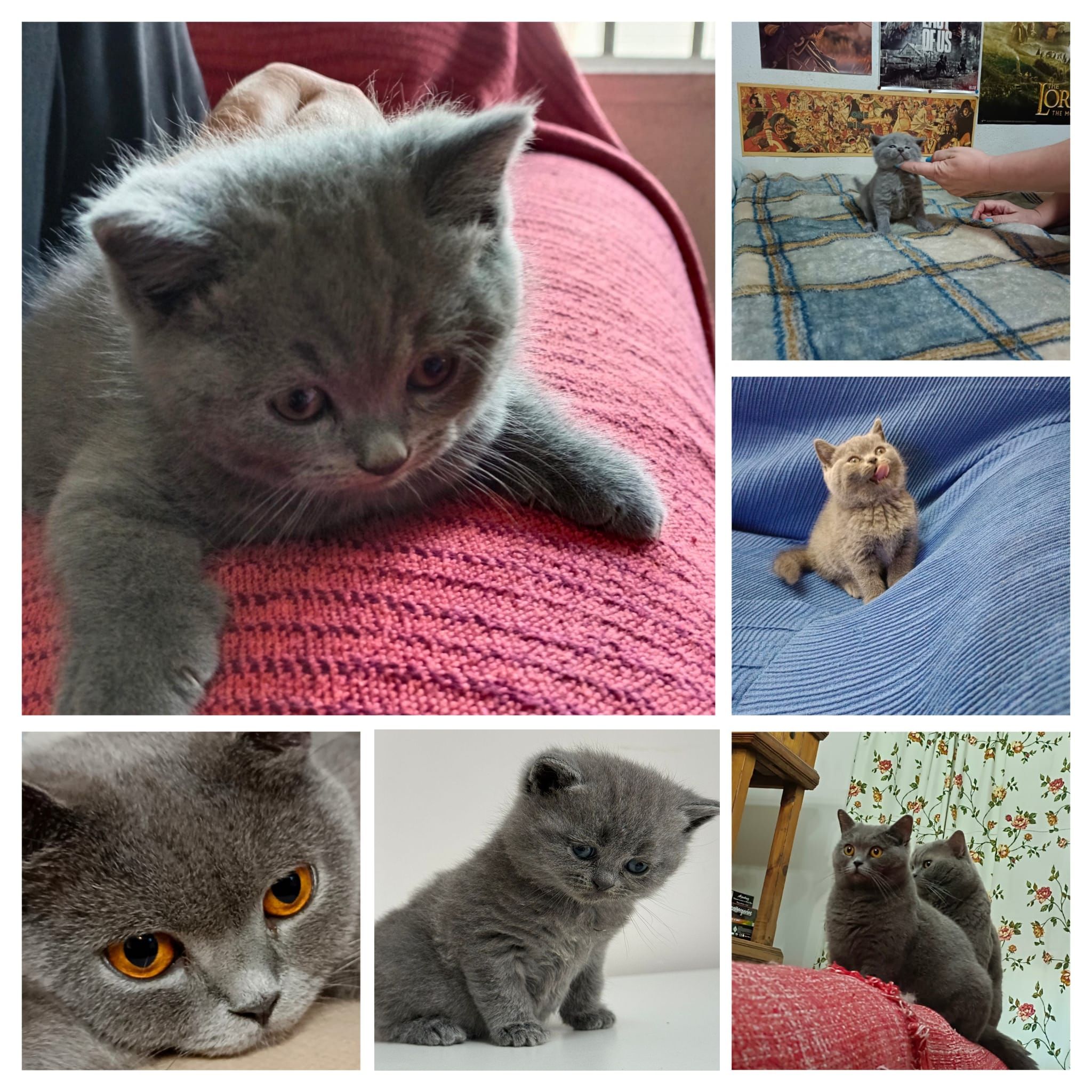 Gatito adorable
