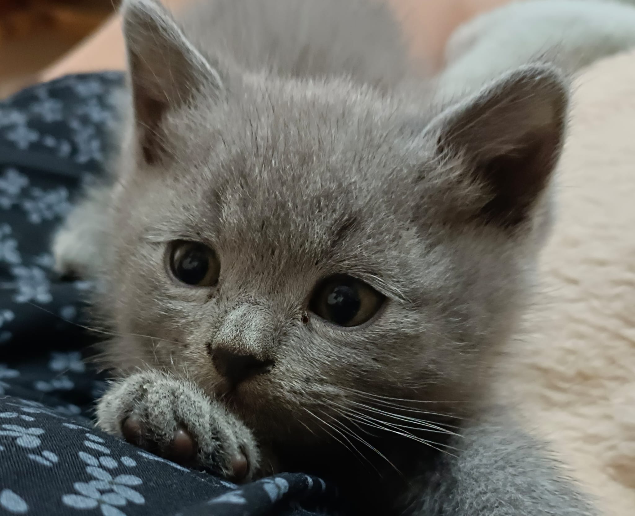 Gato 10
