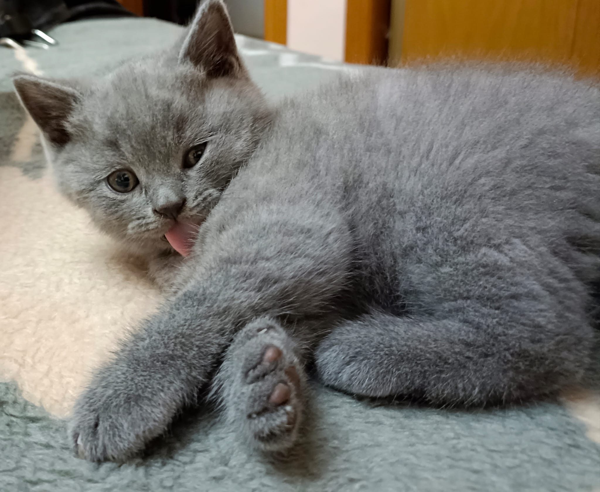 Gato 11