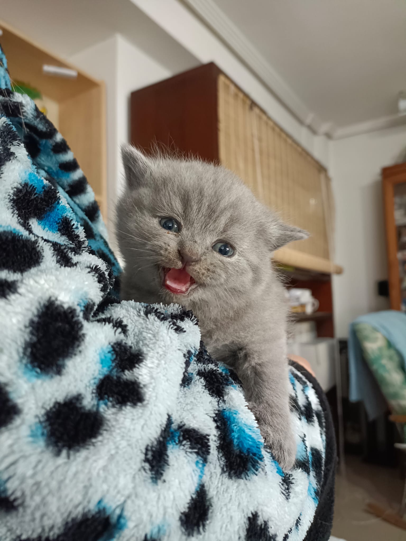 Gato 12