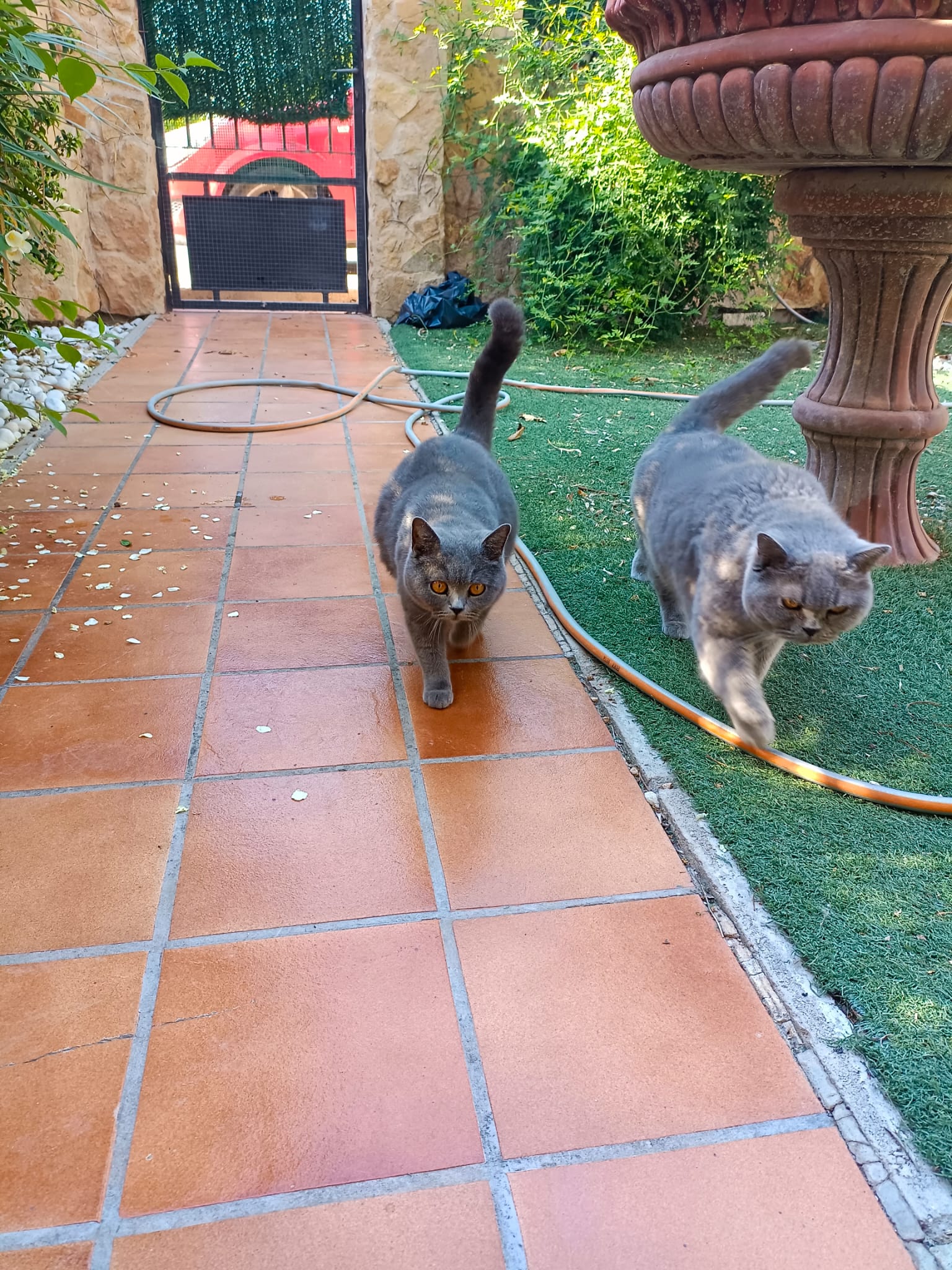 Gato 5
