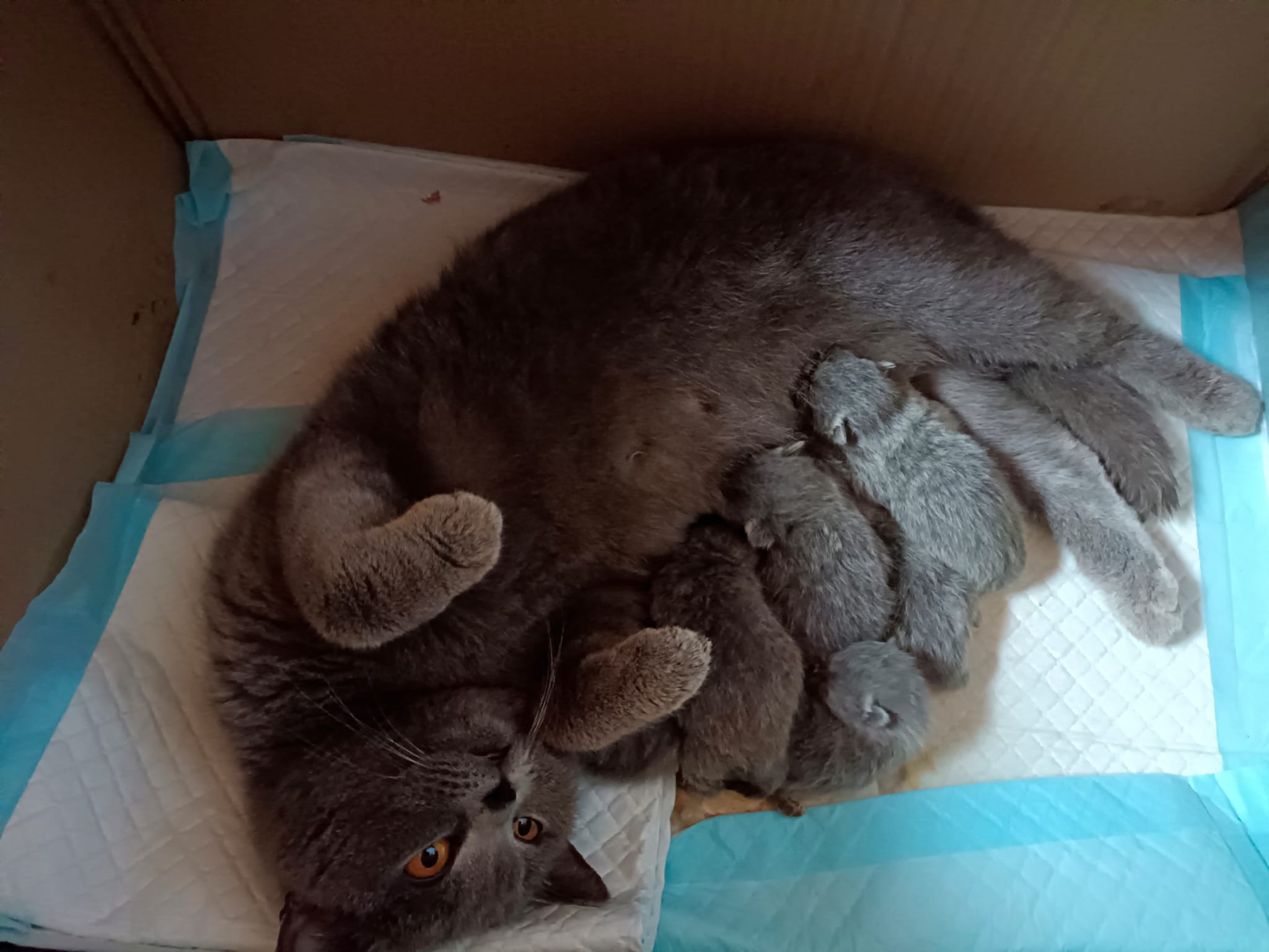 Gato 6