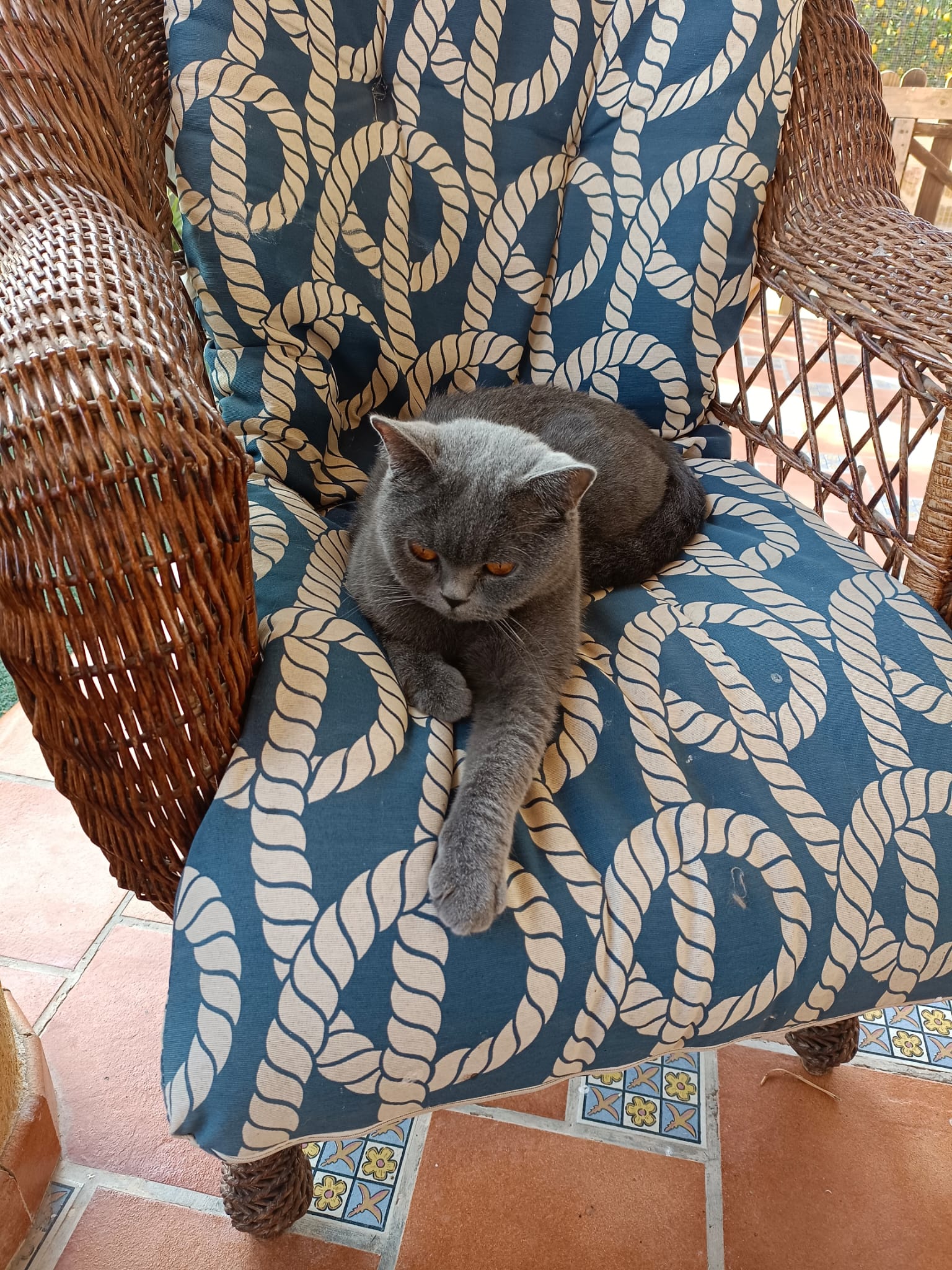 Gato 7