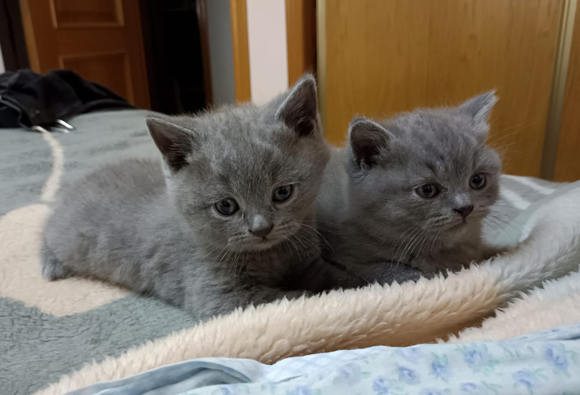 Gato 8