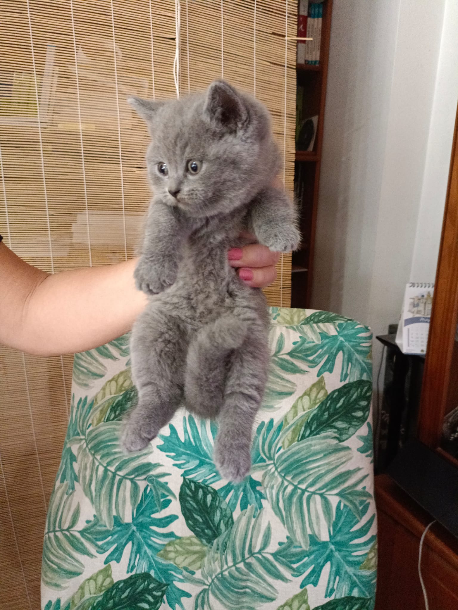 Gato 9